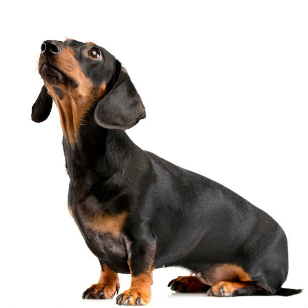 studio shot of an adorable short haired dachshund - side view dog dachshund animal imagens e fotografias de stock