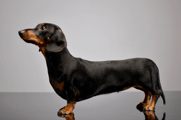 istock Studio shot of an adorable short haired Dachshund 1185668417