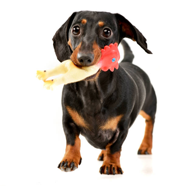 istock Studio shot of an adorable short haired Dachshund 1185668419