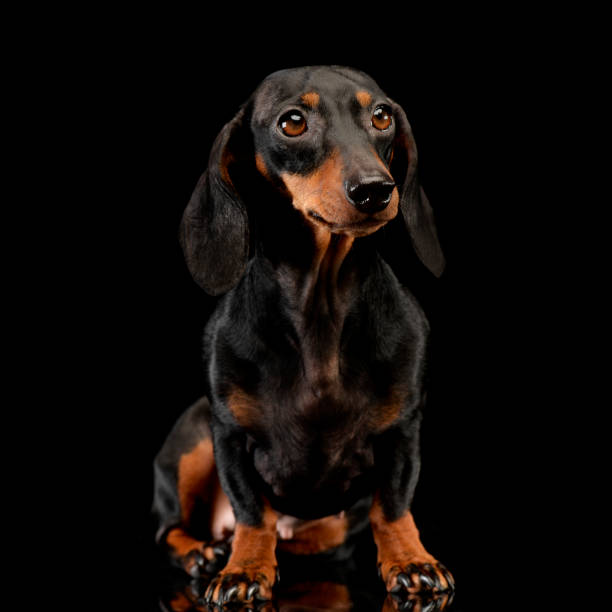 istock Studio shot of an adorable Dachshund dog 1185668572