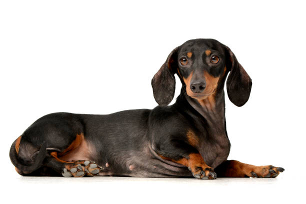 istock Studio shot of an adorable Dachshund dog 1185668582