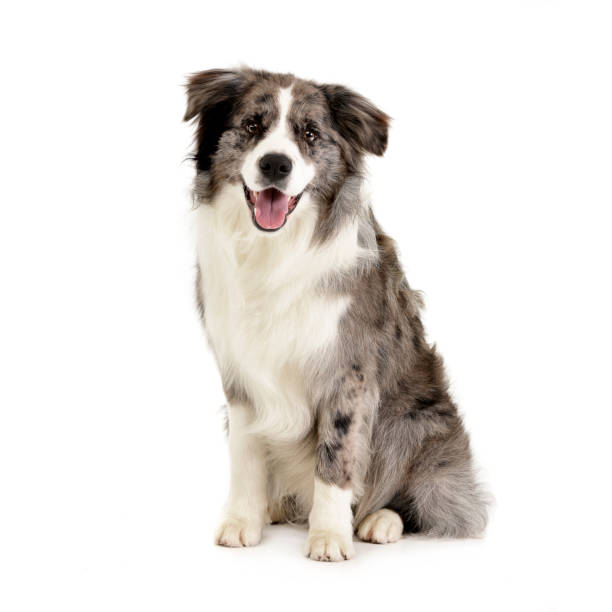 istock Studio shot of a cute Border Collie puppy 1185668619