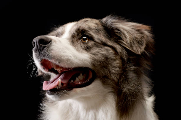 istock Studio shot of a cute Border Collie puppy 1185668653