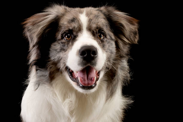 istock Studio shot of a cute Border Collie puppy 1185669266