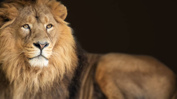 istock lion king animal background banner 1185669675