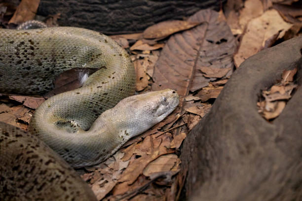 istock A white boa constrictor on a mantle of dry leaves 1185670339