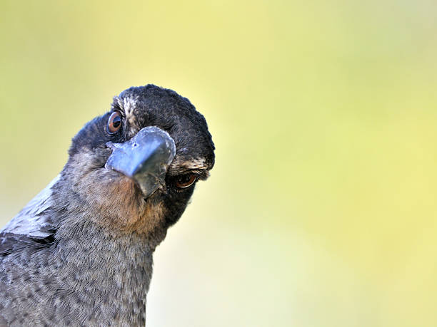 divertido retrato de aves urraca (marrón - urraca fotografías e imágenes de stock