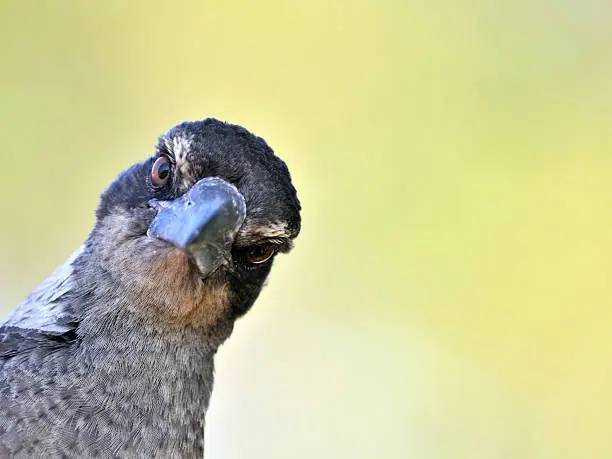 Funny bird portrait (brown magpie)