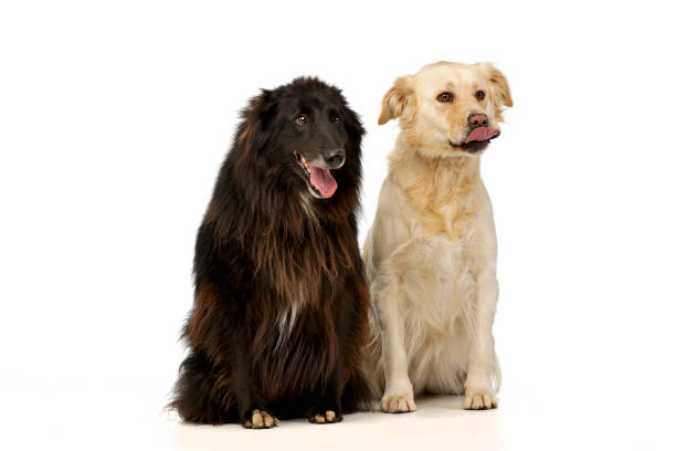 istock Studio shot of an adorable Belgian shepherd and a mixed breed dog 1185671184