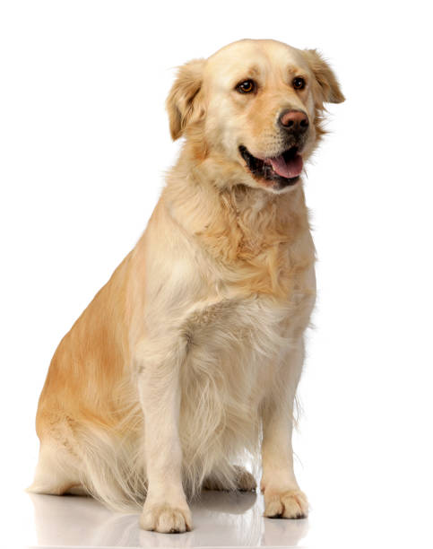 istock Studio shot of an adorable mixed breed dog 1185671199