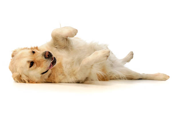 istock Studio shot of an adorable mixed breed dog 1185671254
