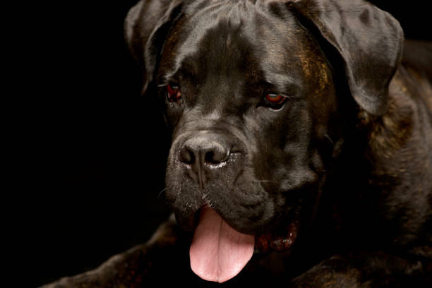 istock Portrait of an adorable Cane corso 1185671294