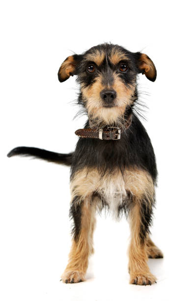 istock Studio shot of an adorable mixed breed dog 1185671348