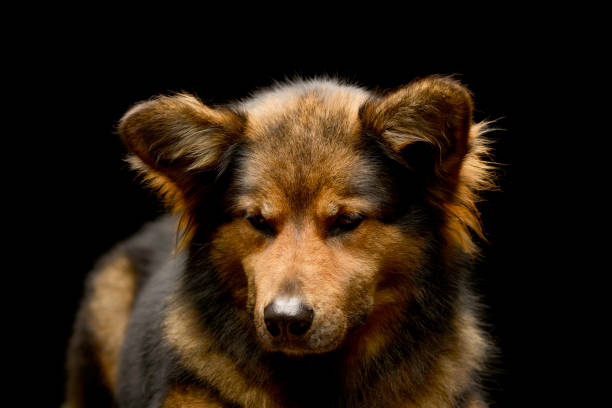 aggressive dog Thai Bang Kaeo