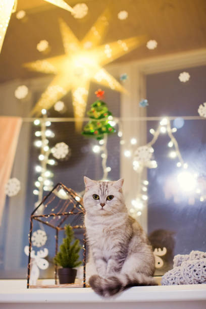 istock grey cat sitting on windowsill near Christmas decorations 1185673172