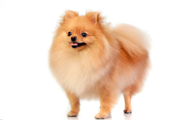 istock Studio shot of an adorable Pomeranian dog 1185673364