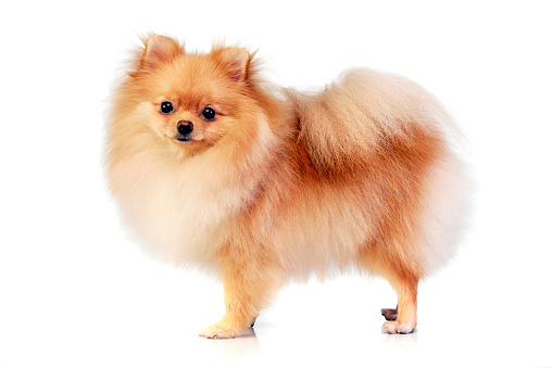 Studio shot of an adorable Pomeranian dog standing on white background.