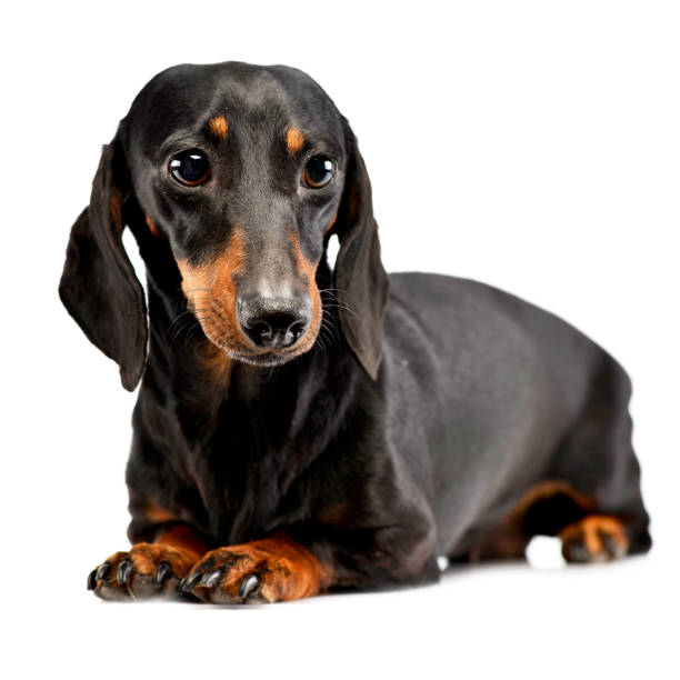 istock Studio shot of an adorable short haired Dachshund 1185673544