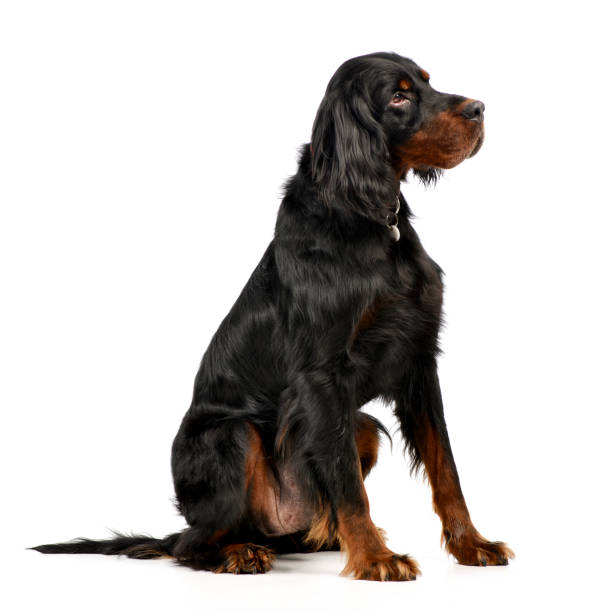 Studio shot of an adorable Gordon Setter sitting on white background.