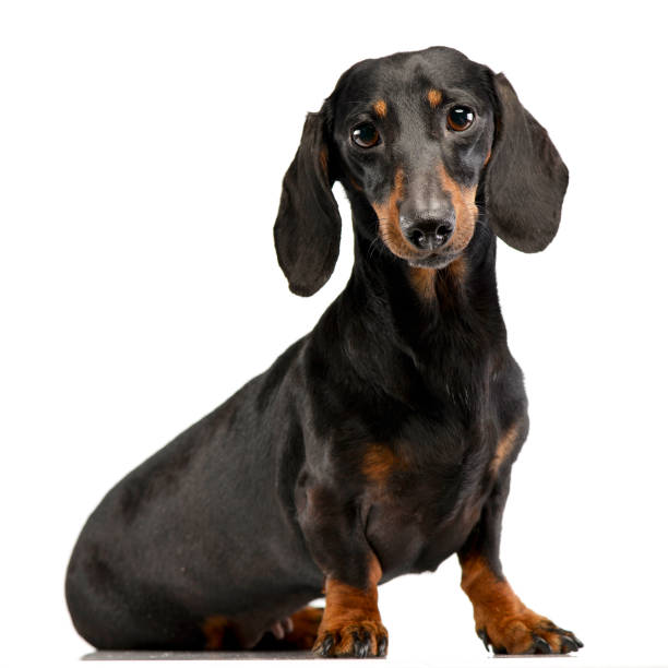 istock Studio shot of an adorable short haired Dachshund 1185673579