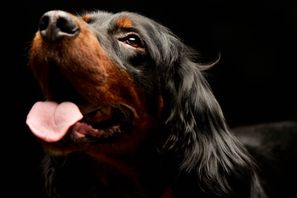 istock Portrait of an adorable Gordon Setter 1185673618