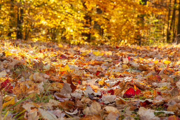 istock Vermont Hiking Path in Autumn 1185674397