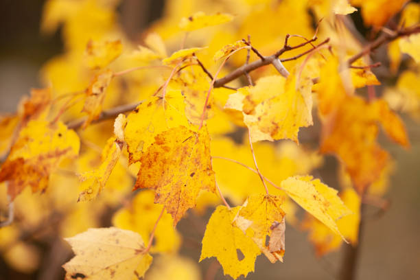 istock Autumn Leaf Close Up Vermont Mountains 1185674429