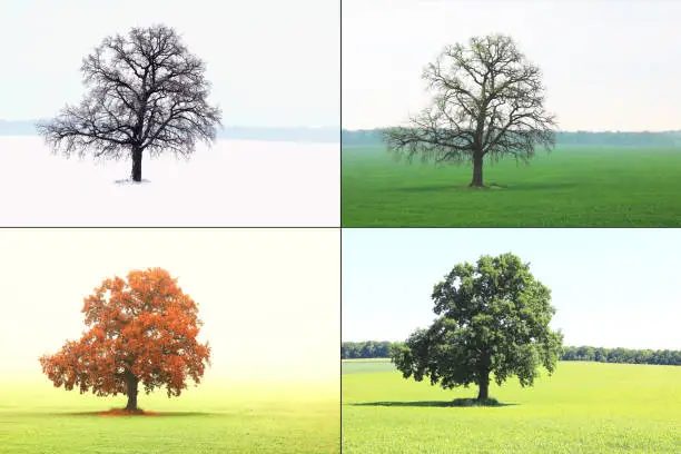 Abstract image of lonely tree in winter without leaves on snow, in spring without leaves on grass, in summer on grass with green foliage and autumn with red-yellow leaves as symbol of four seasons