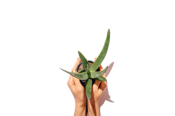 Aloe Vera plant in a pot outdoor