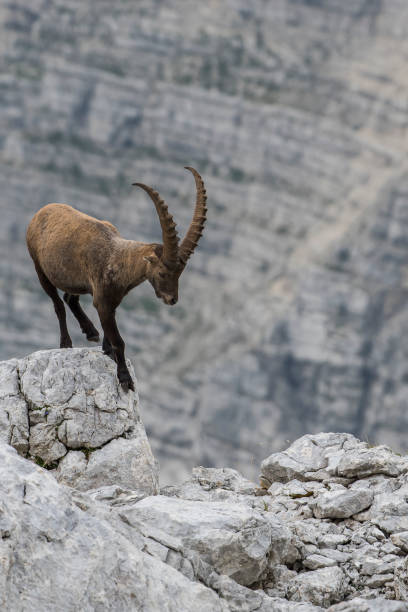 istock King of the mountain 1185675185