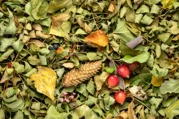 Colorful fall dry leaves, cones, and berries  background and texture - top view