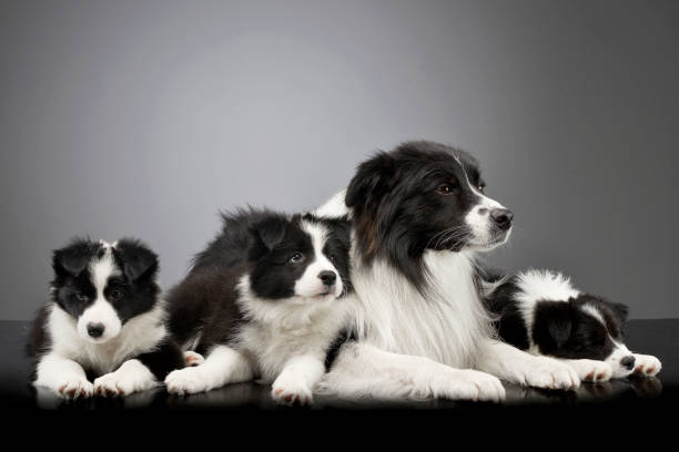 Studio shot of three cute Border Collie puppy with their mother Studio shot of three cute Border Collie puppy with their mother lying on grey background. small group of animals stock pictures, royalty-free photos & images