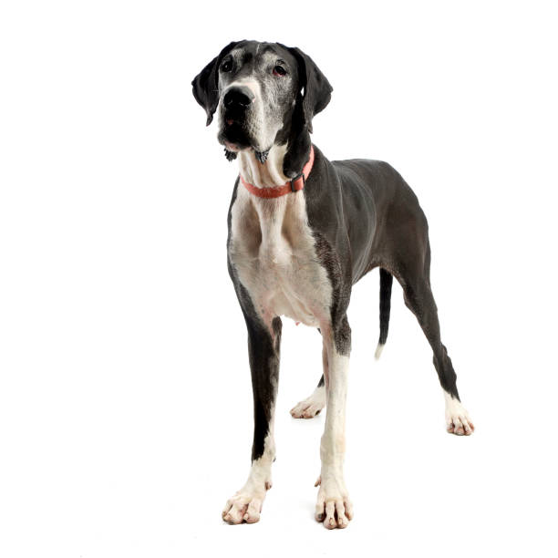 istock Studio shot of an adorable Great Dane dog 1185676179