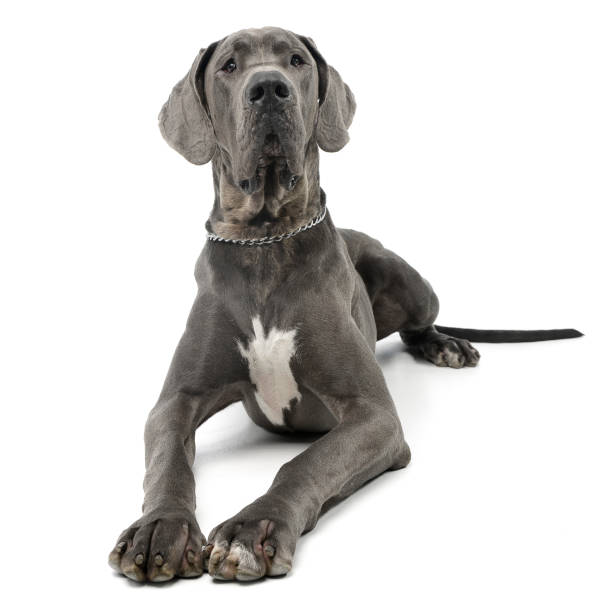 istock Studio shot of an adorable Great Dane dog 1185676217