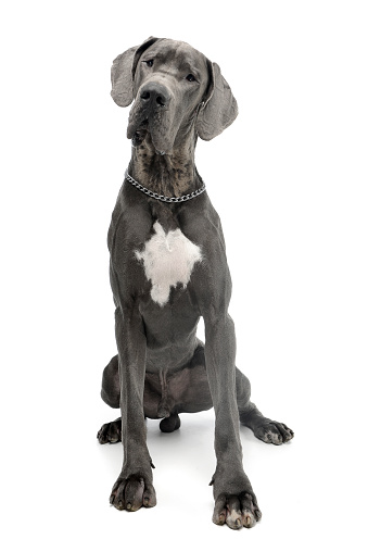 Studio shot of an adorable Great Dane dog sitting on white background.