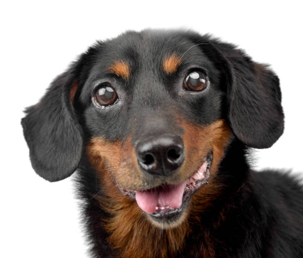 istock Portrait of an adorable mixed breed dog 1185676231