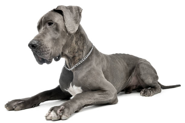 istock Studio shot of an adorable Great Dane dog 1185676258