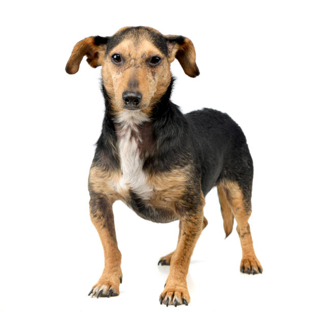 istock Studio shot of an adorable mixed breed dog 1185676295