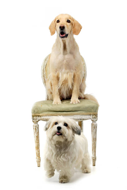 istock Studio shot of a Havanese and a Mixed breed dog 1185676330
