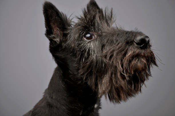 Portrait of an adorable Scottish terrier