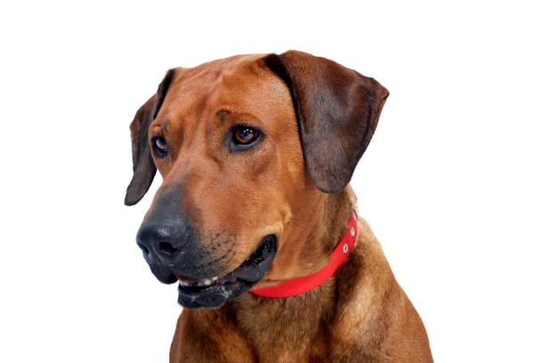 istock Portrait of an adorable Rhodesian ridgeback 1185676394