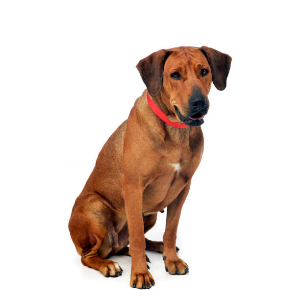 istock Studio shot of an adorable Rhodesian ridgeback 1185676430