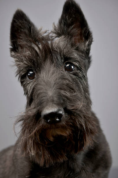 istock Portrait of an adorable Scottish terrier 1185676434