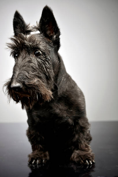 istock Studio shot of an adorable Scottish terrier 1185676470