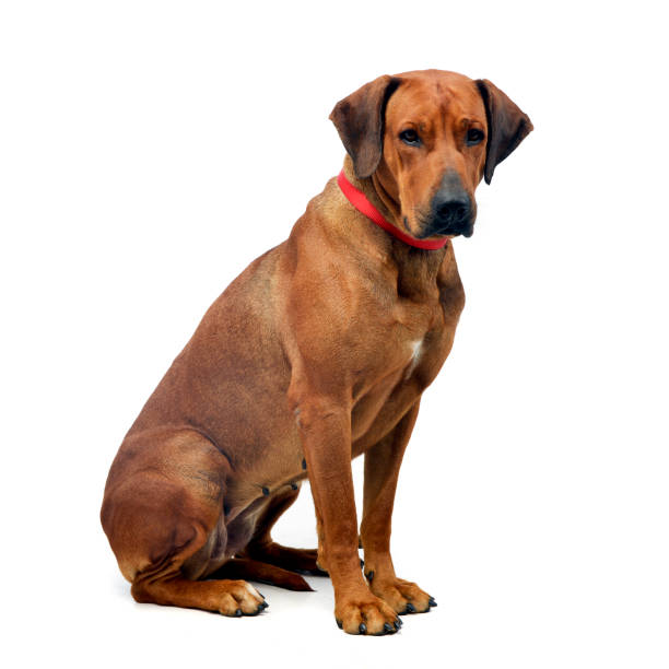istock Studio shot of an adorable Rhodesian ridgeback 1185676476