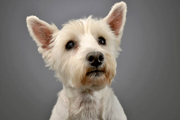 istock Portrait of a cute West highland white terrier 1185676490
