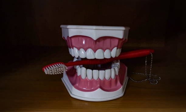 istock Model of the human jaw 1185676791