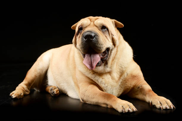 estúdio disparado de um cão adorável do pei de shar - shar pei dog beauty animal tongue - fotografias e filmes do acervo