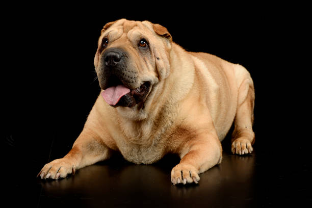 estúdio disparado de um cão adorável do pei de shar - shar pei dog beauty animal tongue - fotografias e filmes do acervo