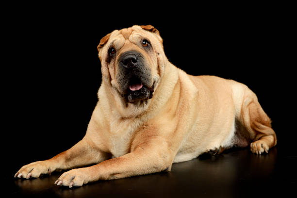 estúdio disparado de um cão adorável do pei de shar - shar pei dog beauty animal tongue - fotografias e filmes do acervo